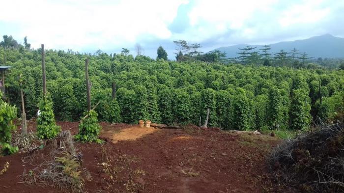 Bermodal Merica, Mahasiswa Asal Bantilang, Sulawesi Selatan, Memiliki Simpanan 1 Miliar Rupiah